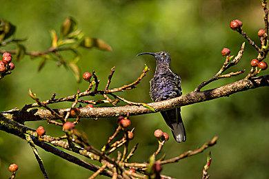 《狙击精英：抵抗》首个DLC公布 包括全新任务和武器